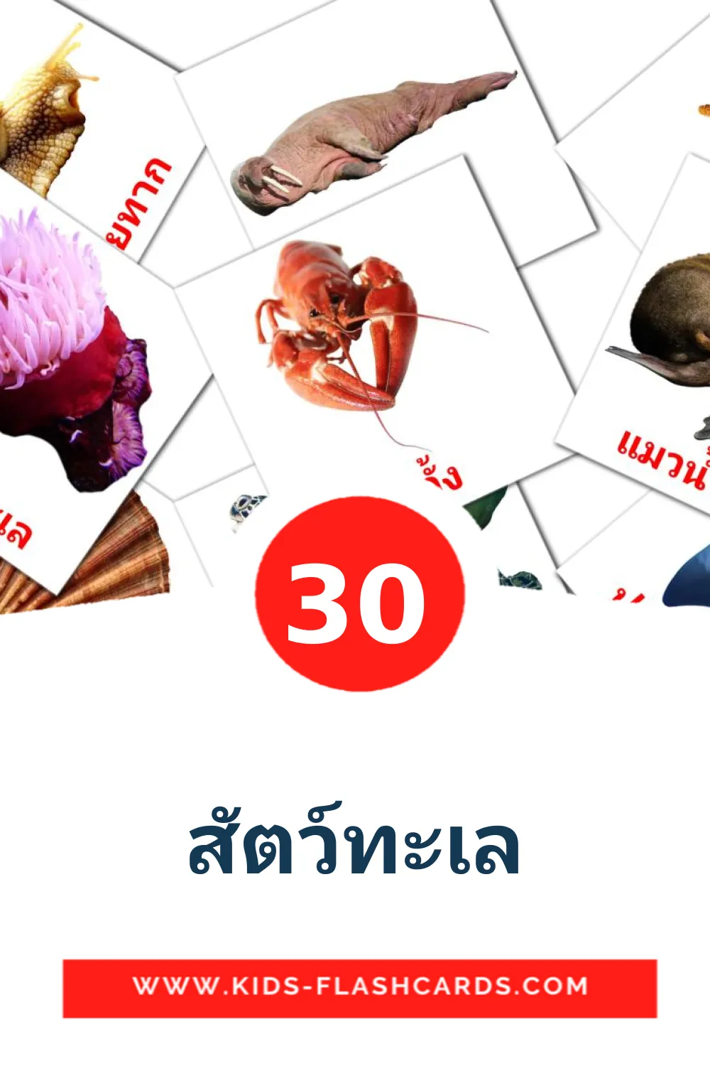 30 carte illustrate di สัตว์ทะเล per la scuola materna in tailandese