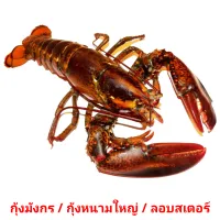 กุ้งมังกร / กุ้งหนามใหญ่ / ลอบสเตอร์ flashcards illustrate