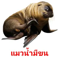 แมวน้ำมีขน flashcards illustrate