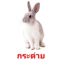 กระต่าย card for translate
