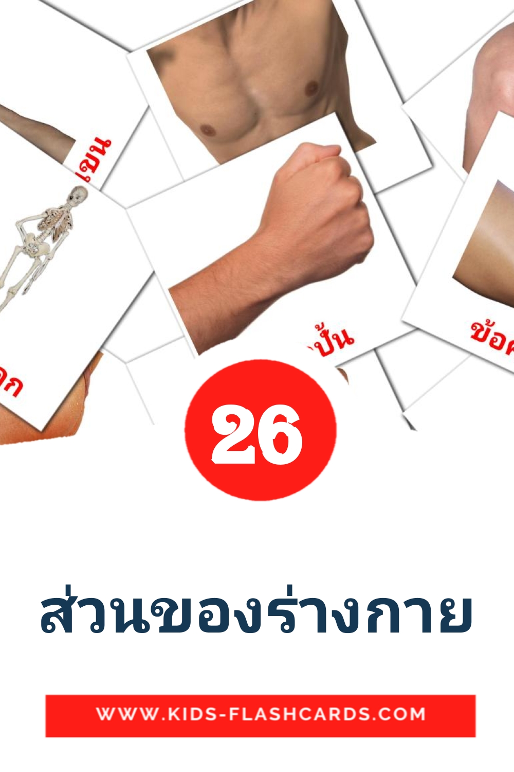 26 tarjetas didacticas de ส่วนของร่างกาย para el jardín de infancia en tailandés