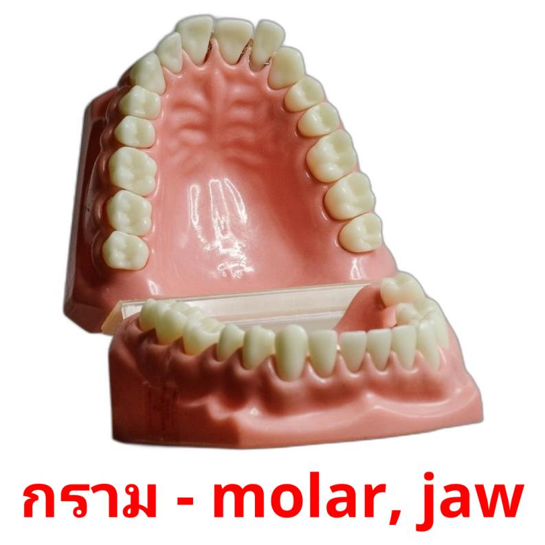 กราม - molar, jaw picture flashcards