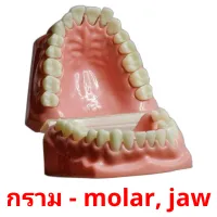 กราม - molar, jaw Tarjetas didacticas