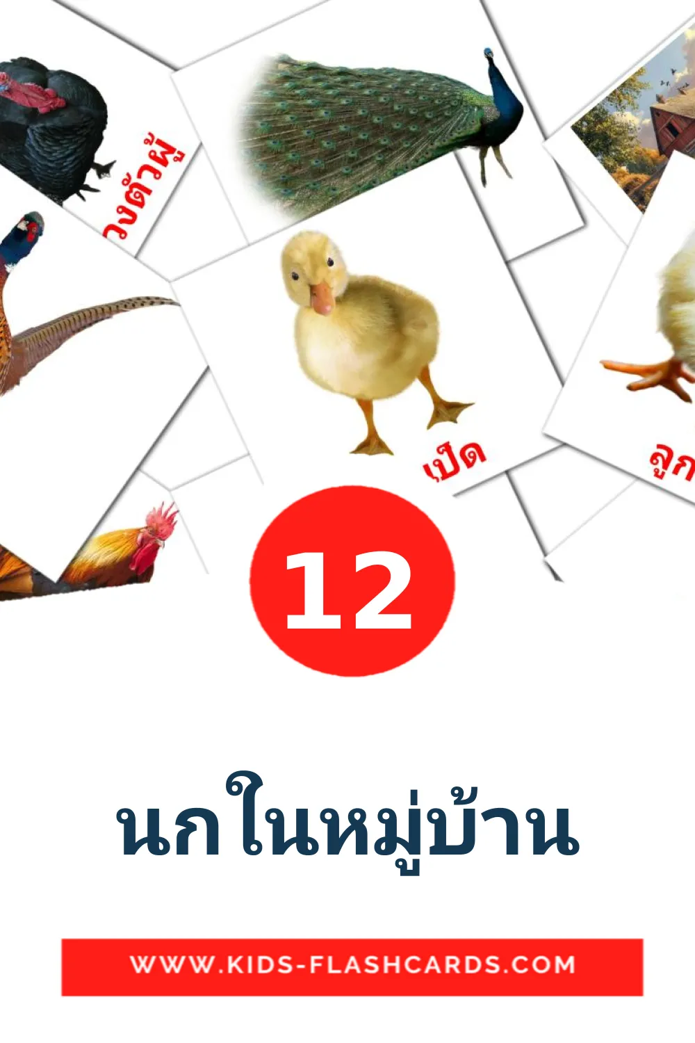 12 นกในหมู่บ้าน Picture Cards for Kindergarden in thai