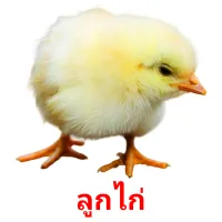 ลูกไก่ picture flashcards