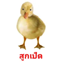 สูกเป็ด picture flashcards