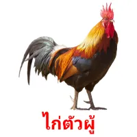 ไก่ตัวผู้ picture flashcards