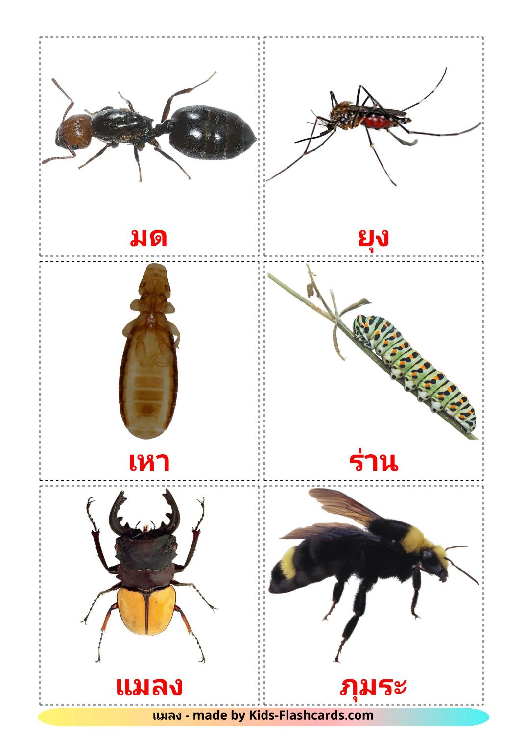 Insects - 23 Free Printable thai Flashcards 