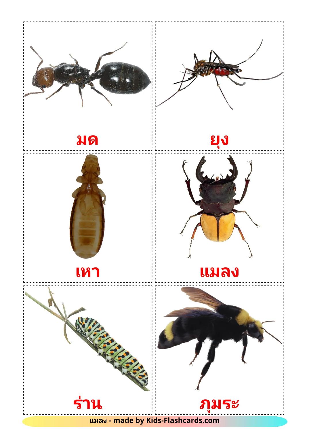 Насекомые - 24 Карточки Домана на тайском