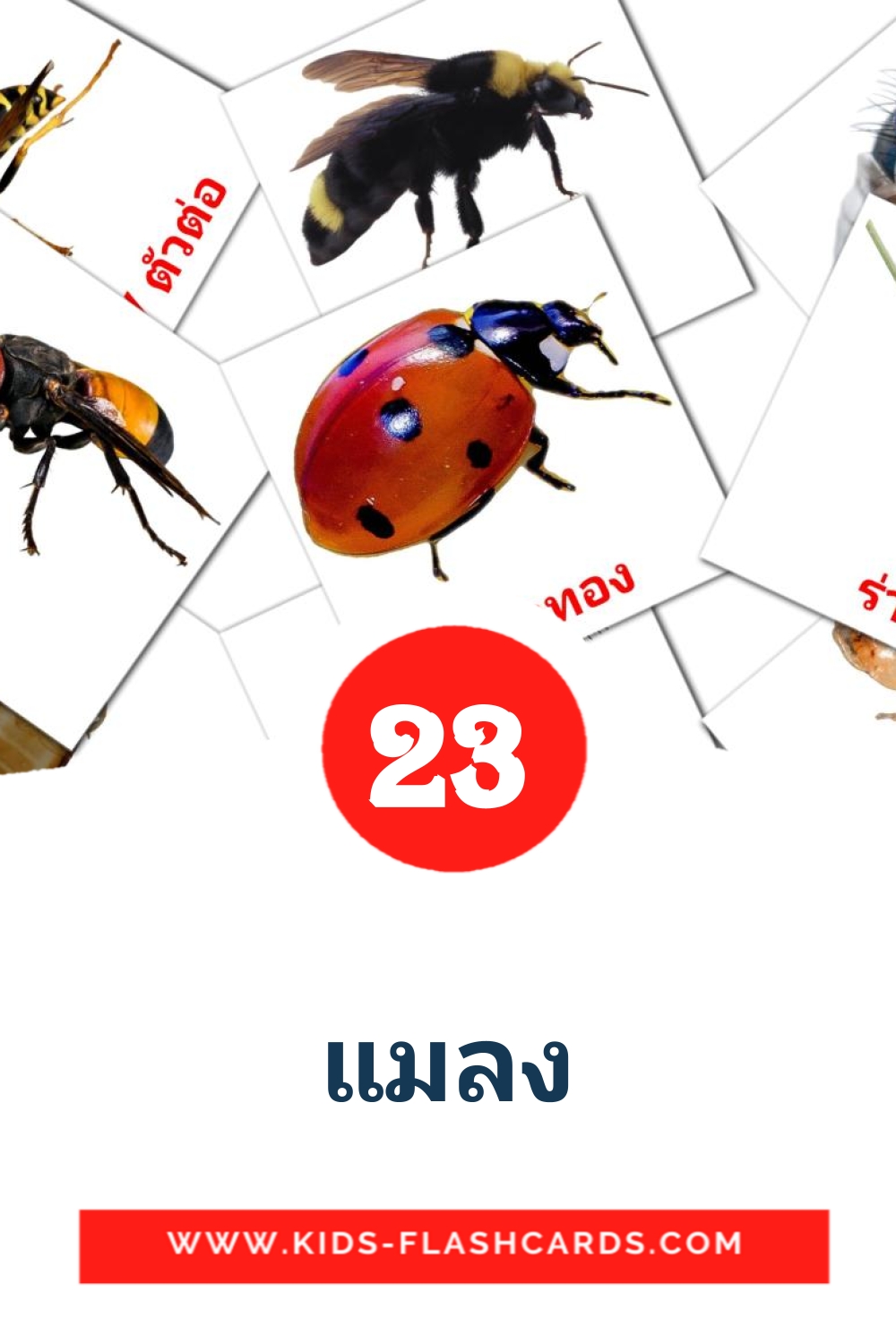 แมลง на тайском для Детского Сада (23 карточки)
