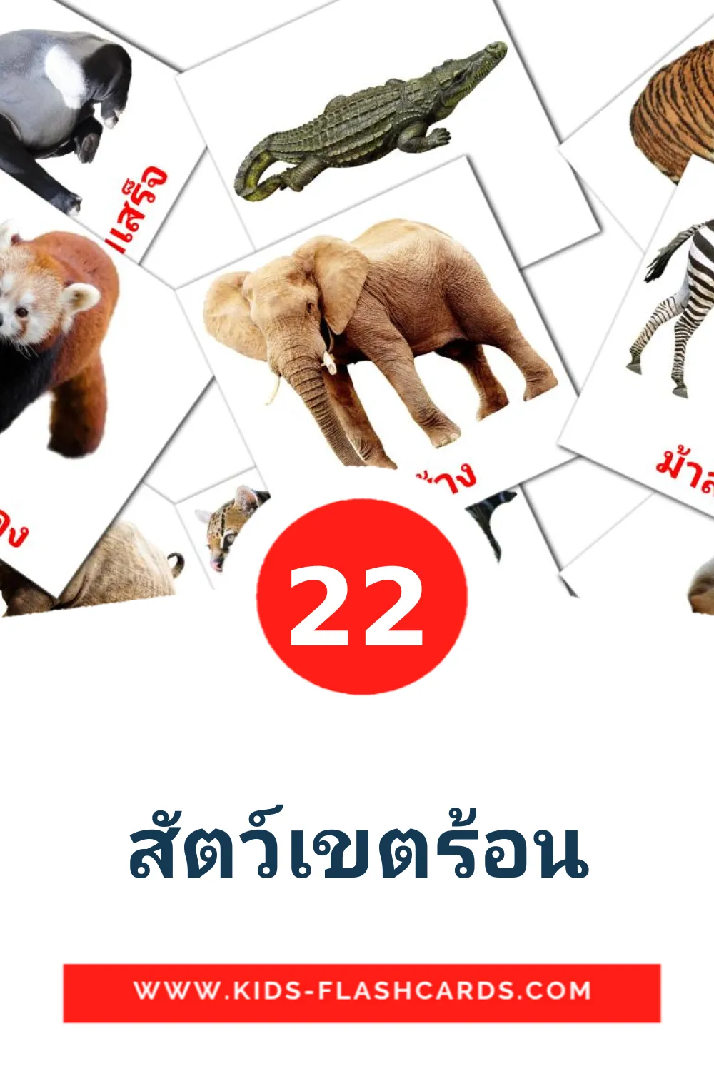 22 สัตว์เขตร้อน Picture Cards for Kindergarden in thai