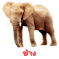 ช้าง card for translate