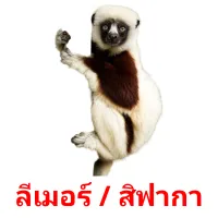 ลีเมอร์ / สิฟากา picture flashcards