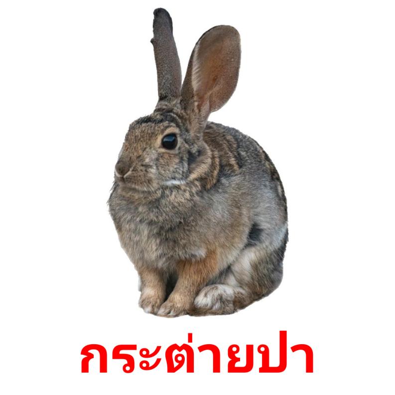 กระต่ายป่า picture flashcards