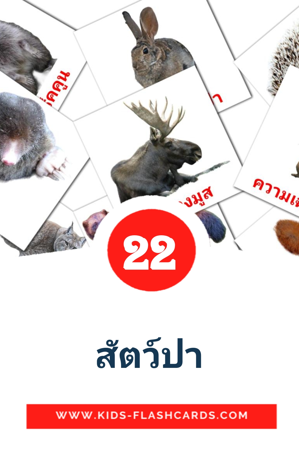 22 สัตว์ป่า Picture Cards for Kindergarden in thai