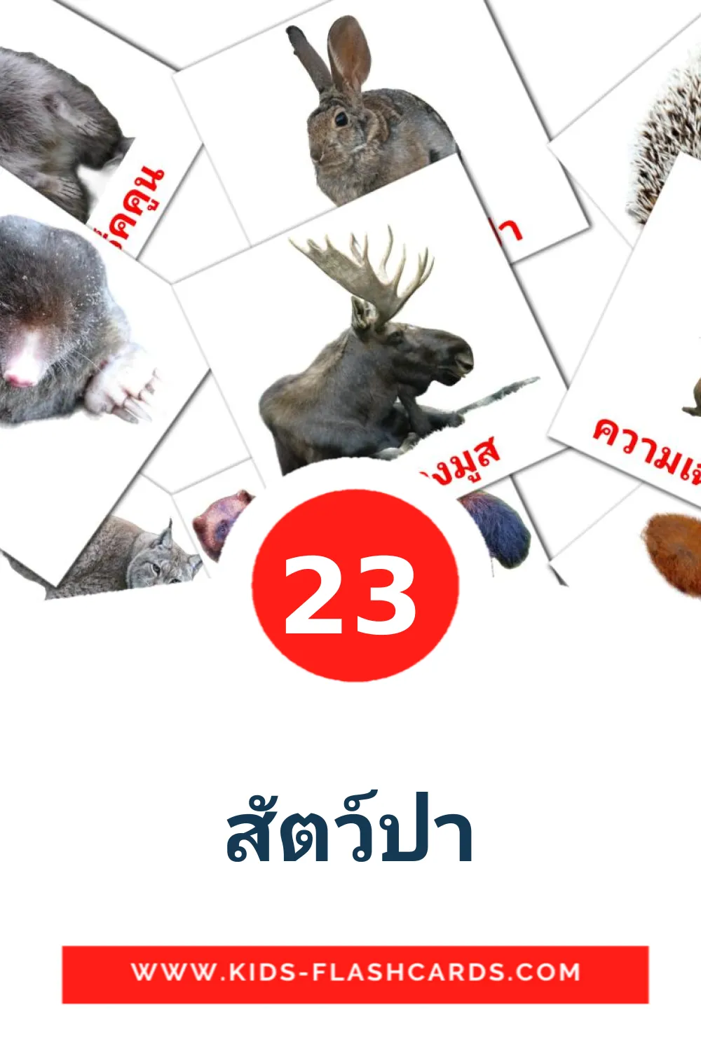 23 สัตว์ป่า Picture Cards for Kindergarden in thai