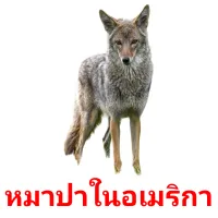 หมาป่าในอเมริกา picture flashcards