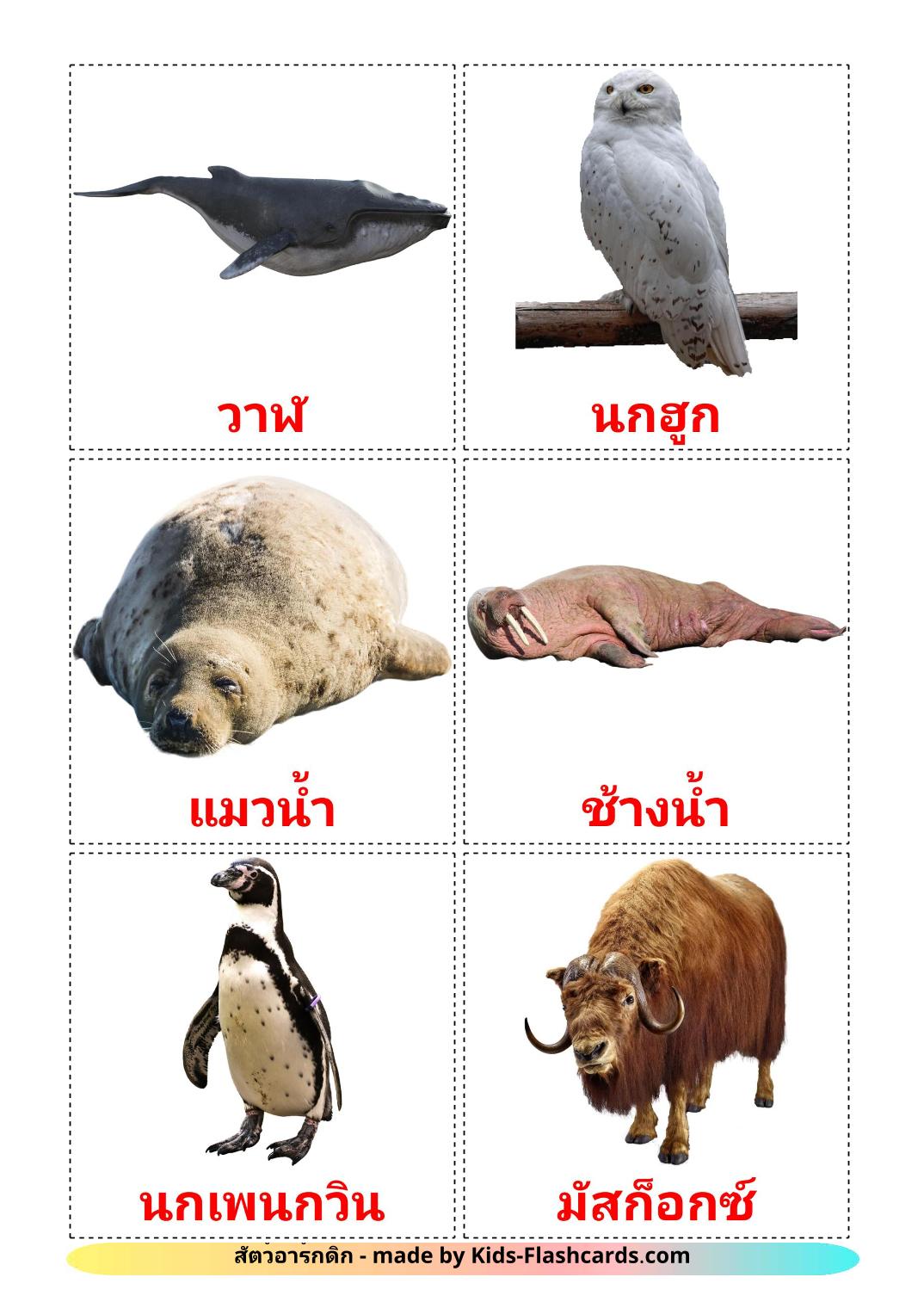 Arctic animals - 14 Free Printable thai Flashcards 