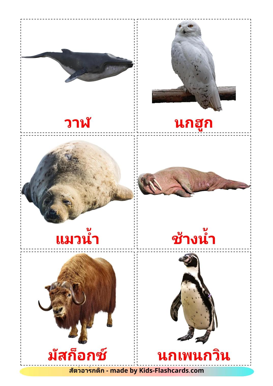 Arctic animals - 15 Free Printable thai Flashcards 