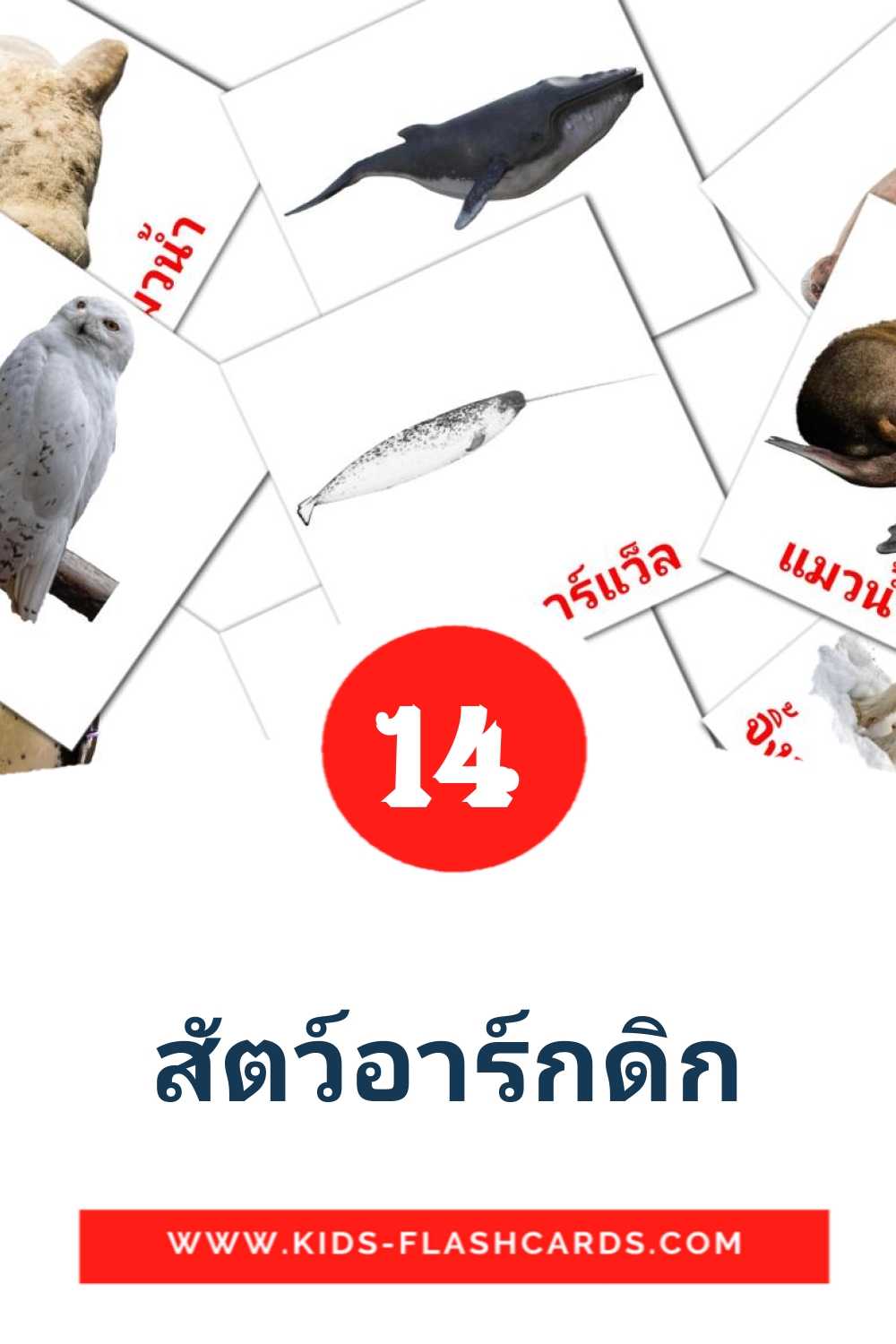 14 cartes illustrées de สัตว์อาร์กดิก pour la maternelle en thaïlandais