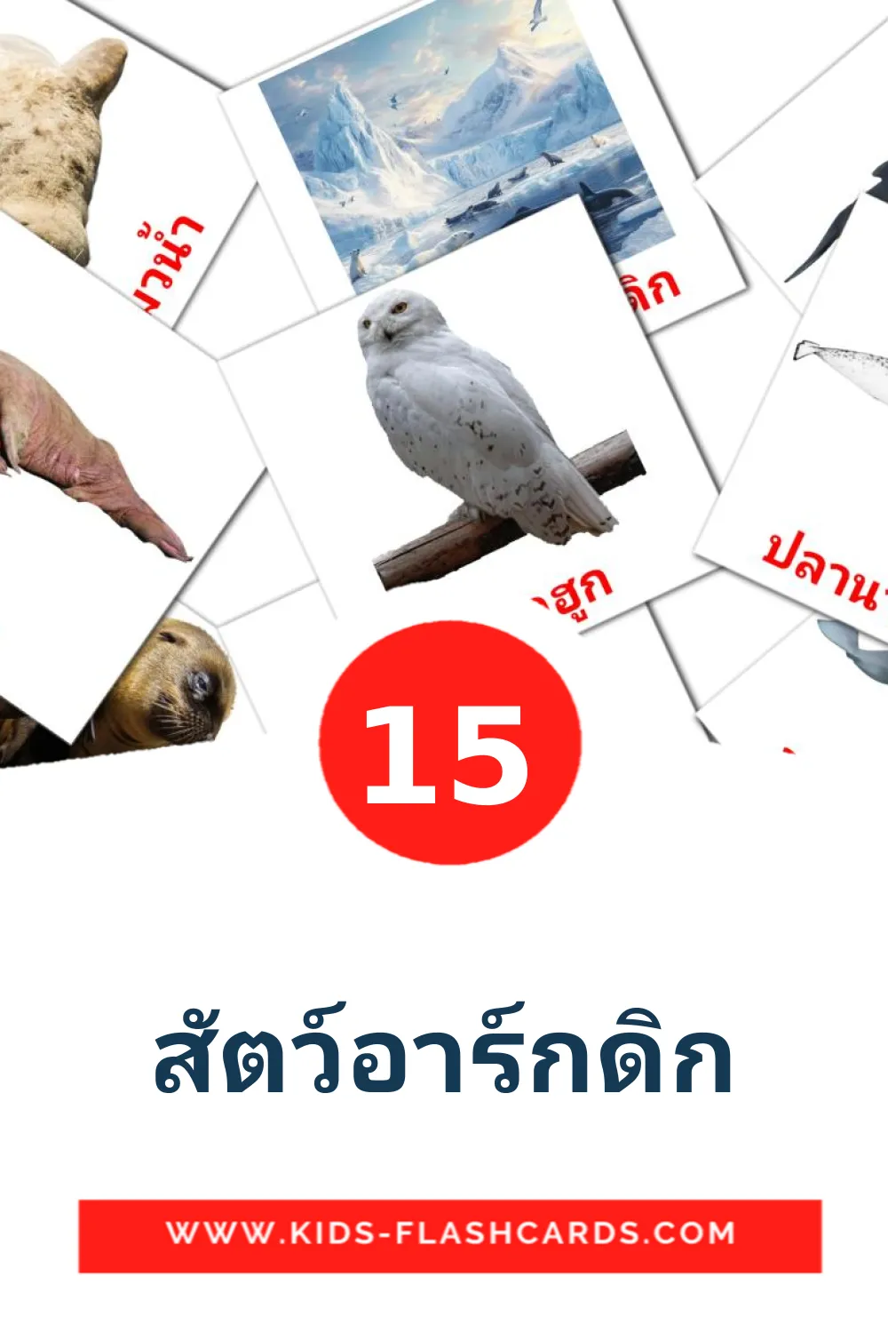 15 สัตว์อาร์กดิก Picture Cards for Kindergarden in thai