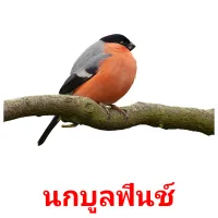 นกบูลฟินช์ picture flashcards