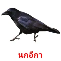 นกอีกา picture flashcards