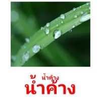 น้ำค้าง picture flashcards