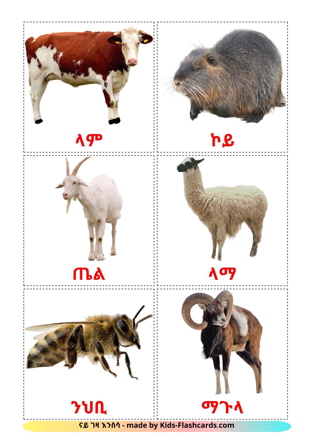 Farm animals - 15 Free Printable tigrigna(Eritrea) Flashcards 