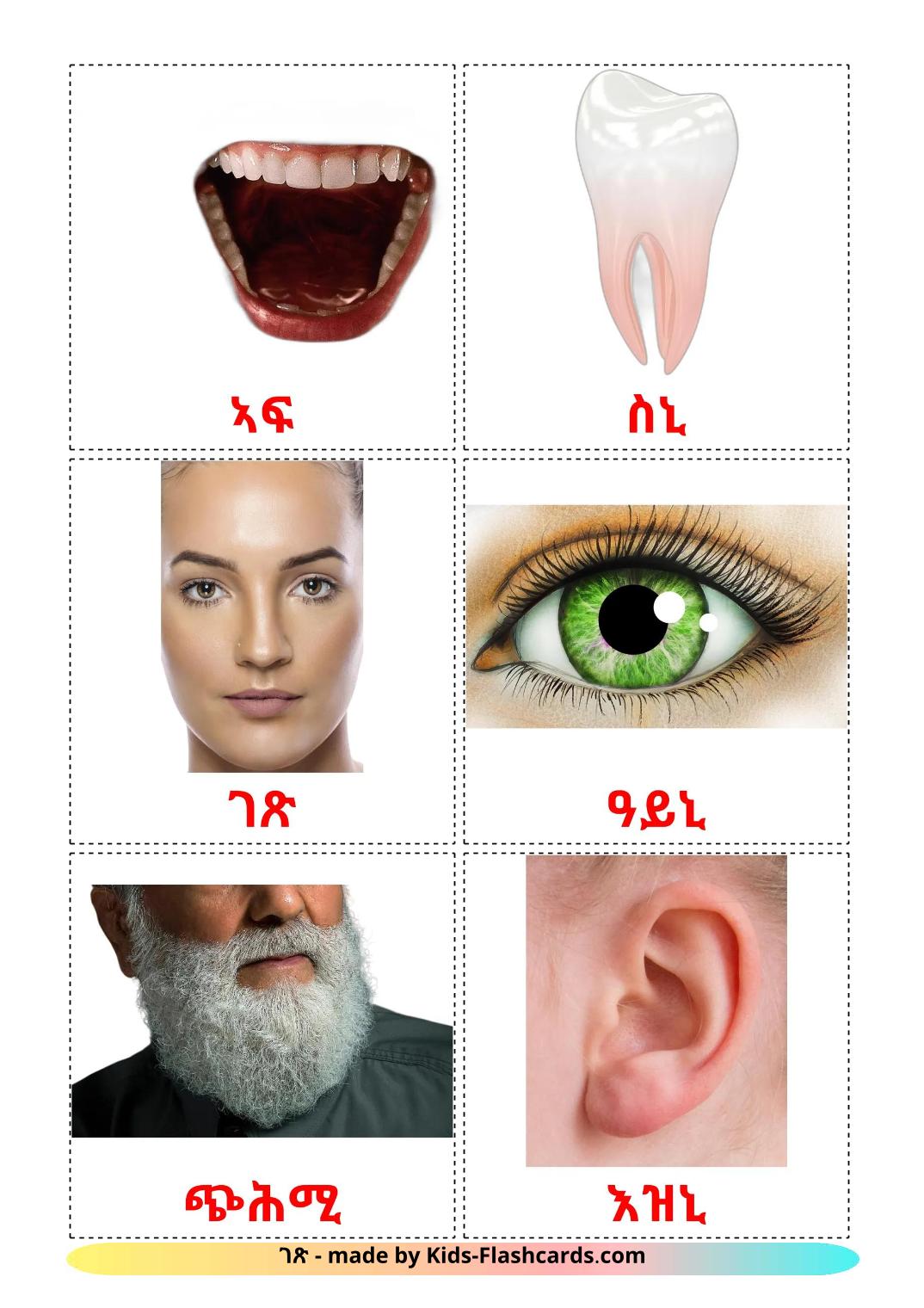 Cara - 20 Flashcards tigrigna(eritreia)es gratuitos para impressão