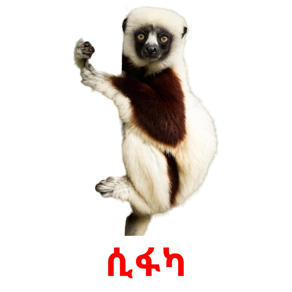 ሲፋካ picture flashcards