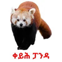 ቀይሕ ፓንዳ billedkort for børn med billeder