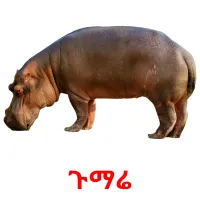 ጉማሬ billedkort for børn med billeder