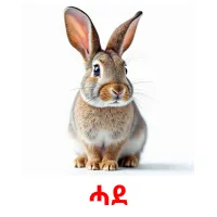 ሓደ picture flashcards