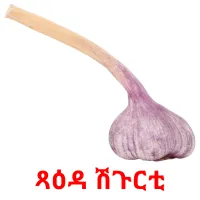 ጻዕዳ ሽጉርቲ picture flashcards