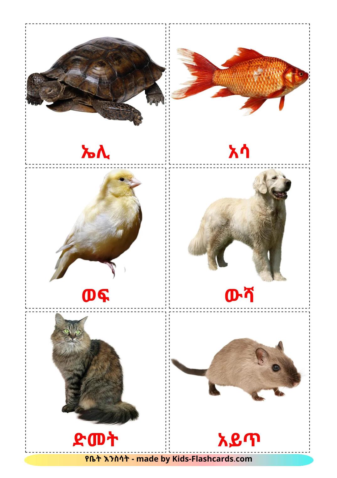 Les animaux Domestiques - 11 Flashcards tigrigna imprimables gratuitement