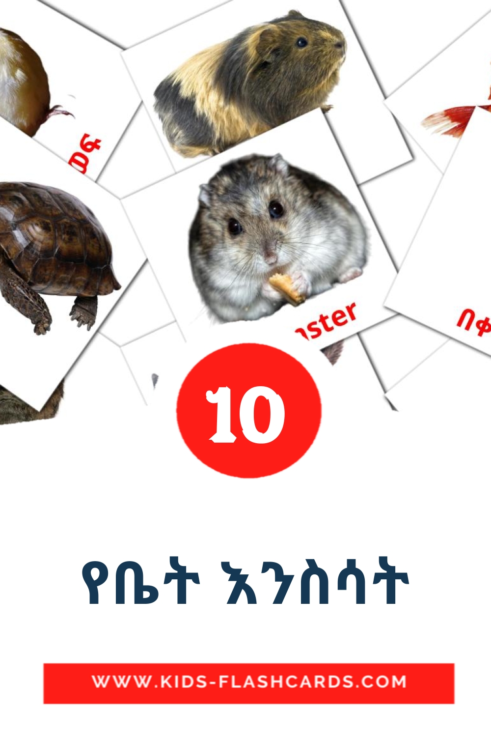 10 የቤት እንስሳት Picture Cards for Kindergarden in tigrigna