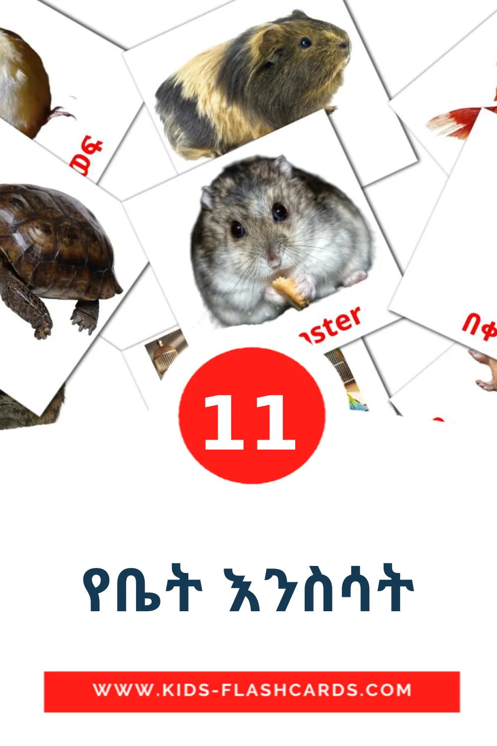 11 tarjetas didacticas de የቤት እንስሳት para el jardín de infancia en tigrigna