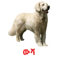 ውሻ Bildkarteikarten