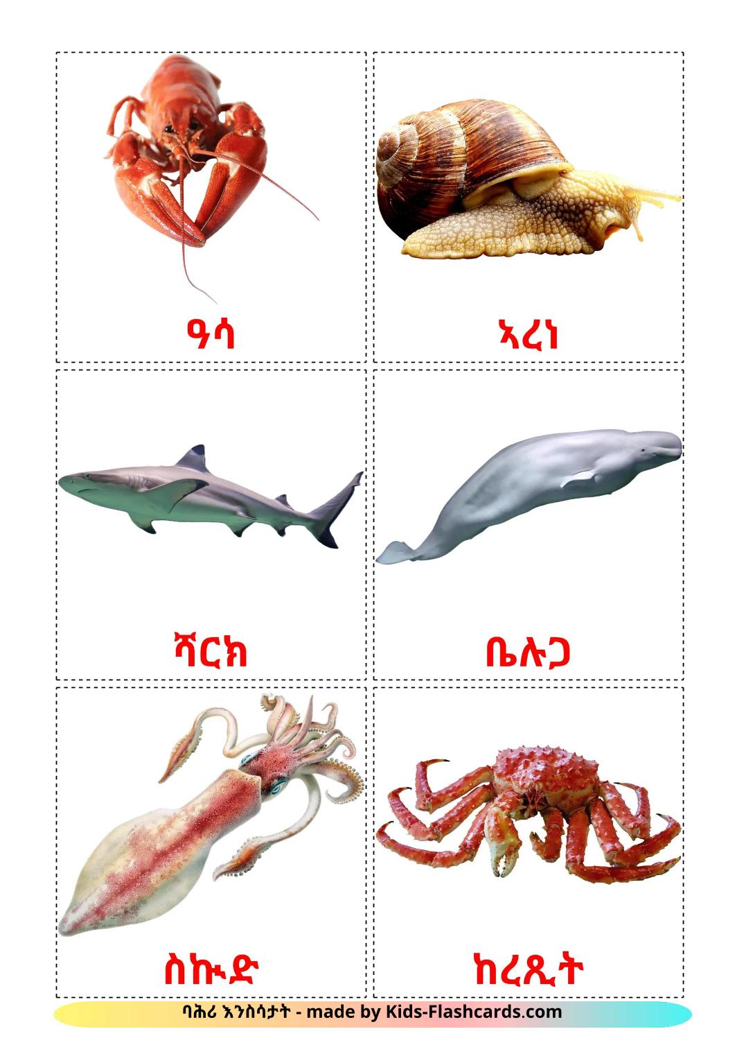 Objetos de sala de aula - 30 Free Printable tigrigna Flashcards