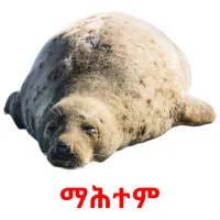 ማሕተም picture flashcards