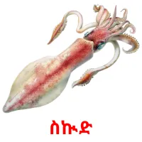 ስኲድ picture flashcards