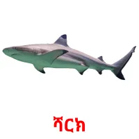 ሻርክ picture flashcards