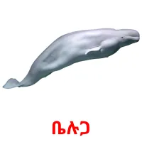 ቤሉጋ picture flashcards