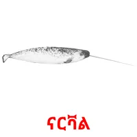 ናርቫል picture flashcards
