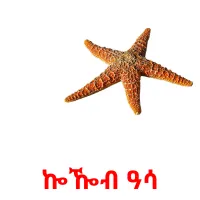 ኰዀብ ዓሳ picture flashcards