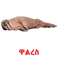 ዋልረስ picture flashcards