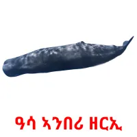 ዓሳ ኣንበሪ ዘርኢ picture flashcards