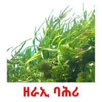 ዘራኢ ባሕሪ picture flashcards