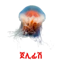 ጀሊፊሽ picture flashcards